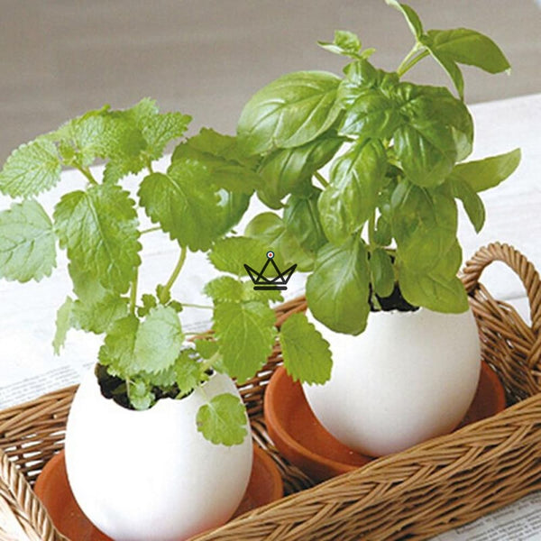 oeuf plante eggling cadeau enfant menthe basilic