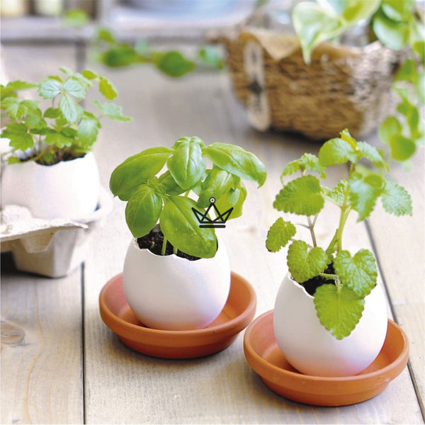 EGGLING - L'oeuf plante X3 -  - Plante - Cadeau, Noël, Anniversaire, Original - Atelier Atypique